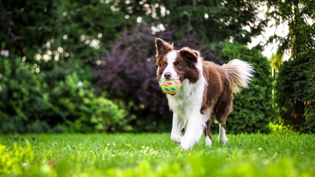 Dog in an outdoor training setting