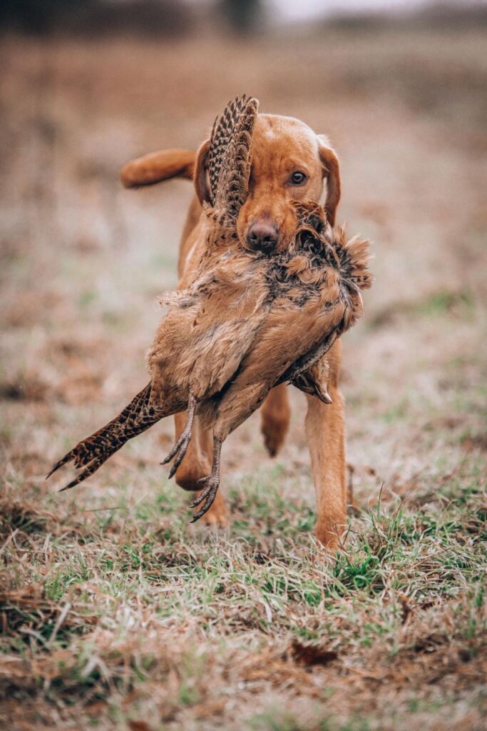 Professional Trainer