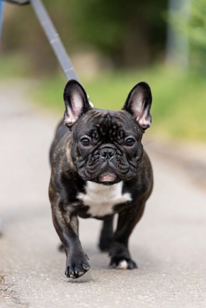 Dog Assessment behaviourist Essex